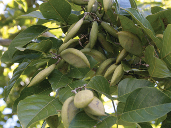 Pongamia Pinnata