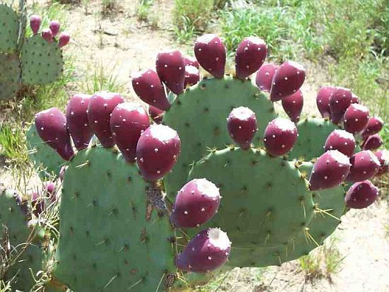 prickly pear cactus 1