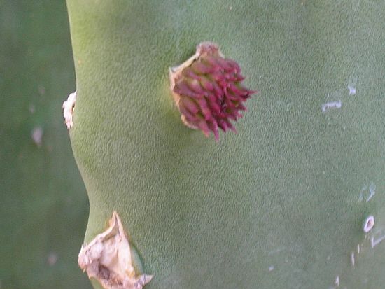 prickly pear cactus 3
