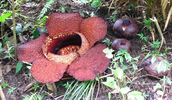 Rafflesia arnoldii