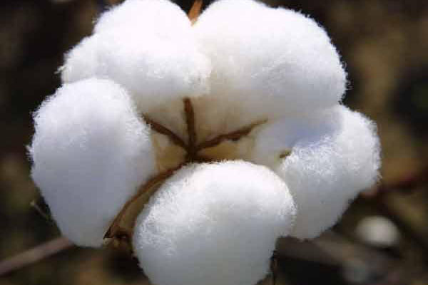 Raw cotton