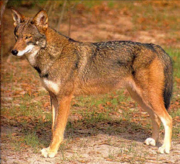 RED WOLF