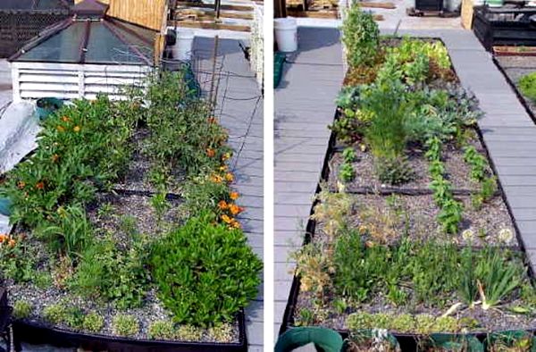 Roof top gardening