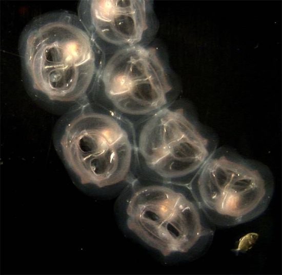 salp chain 1