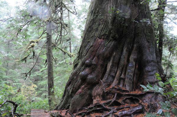 Save old-growth forests, cut sustainably