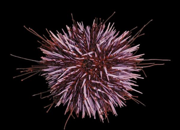 Sea Urchin