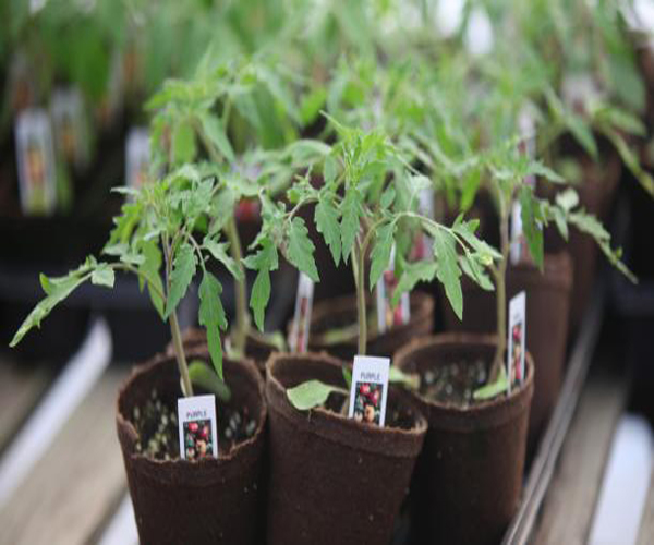 seedlings