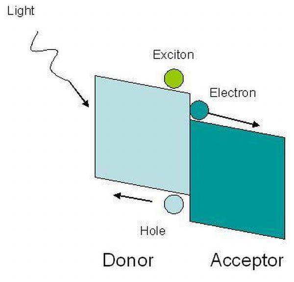 Short exciton diffusion length