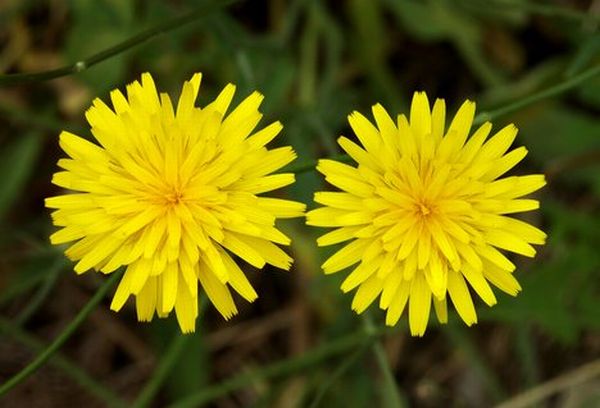 Snowdonia hawkweed (Hieracium snowdoniense)