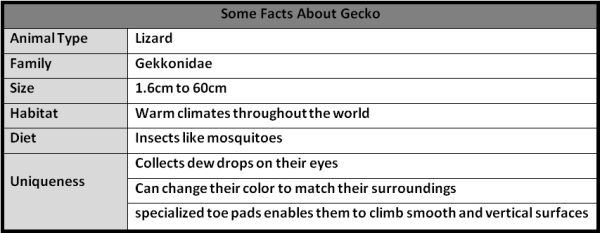 Some Facts About Gecko