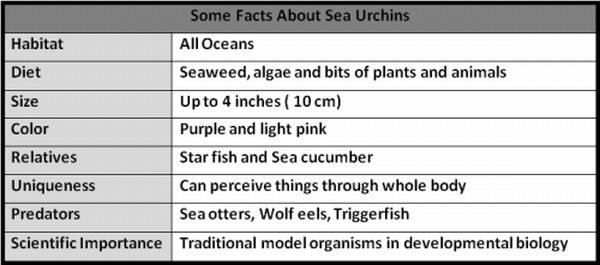 Some Facts About Sea Urchins