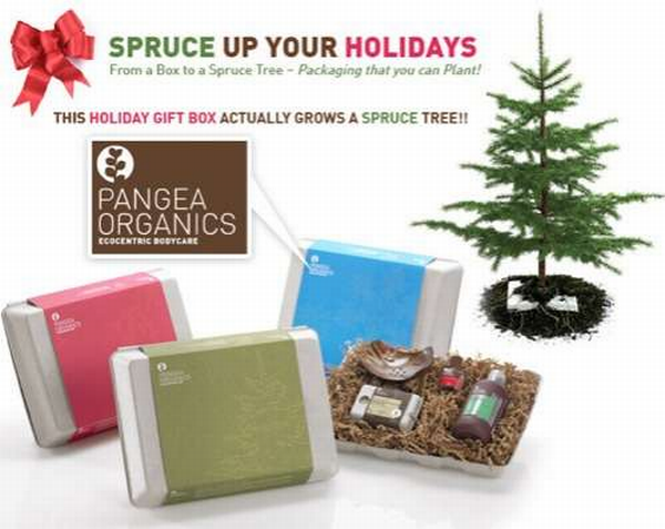 Spruce Trees Sprout from Pangea Organics Boxes