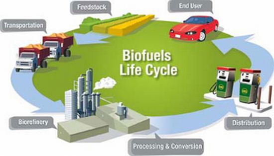stable bio oils