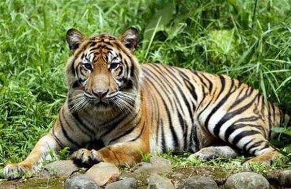 Sumatran tiger