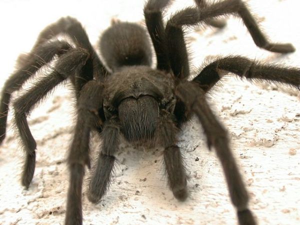 tarantula 3