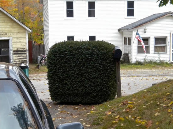 terrestrial shrub rover