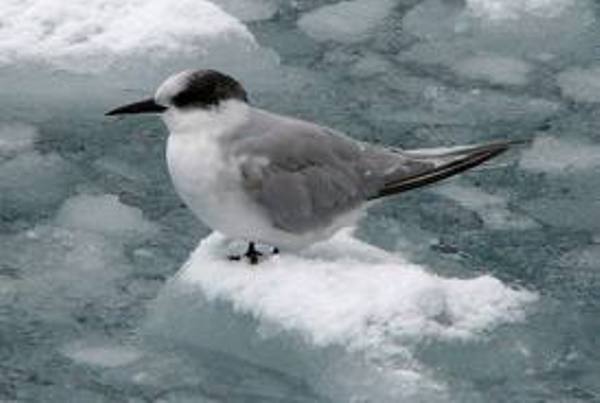 The Arctic tern