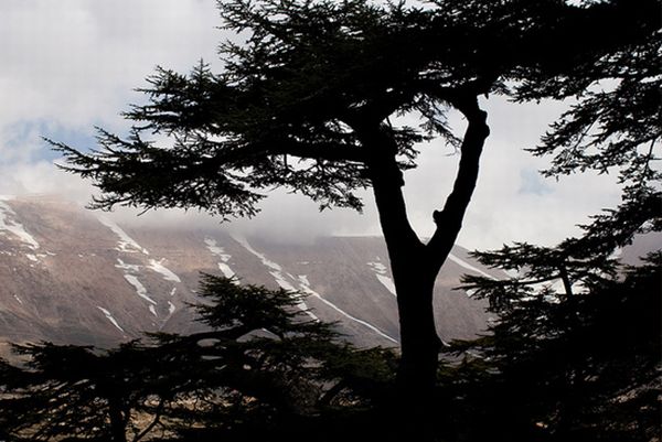 The Cedars of God