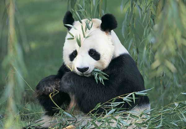 The Giant Panda