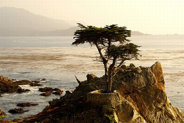 The Lone Cypress