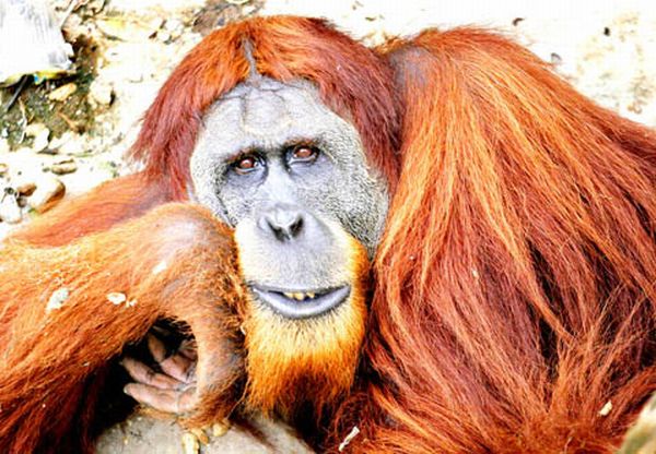 The Sumatran orangutan