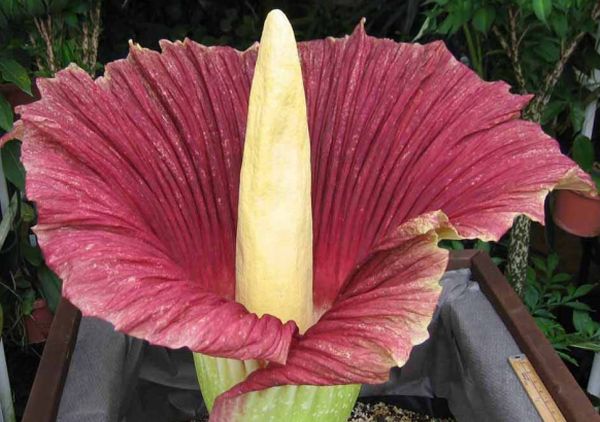 Titan Arum