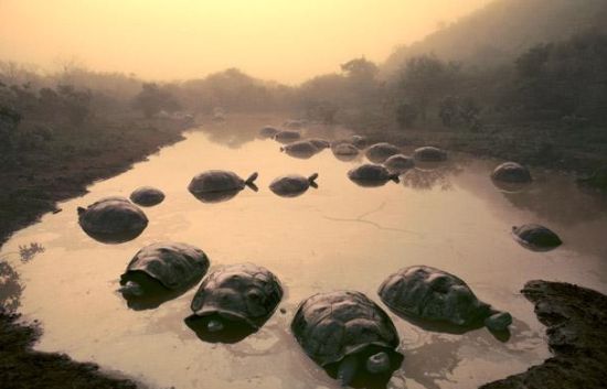 tortoises at dawn