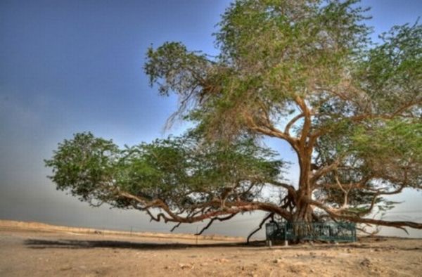 tree of life bahrain 500x328