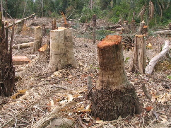 Trees chopped off