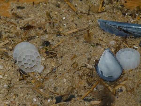 Turning Beach Trash into Art