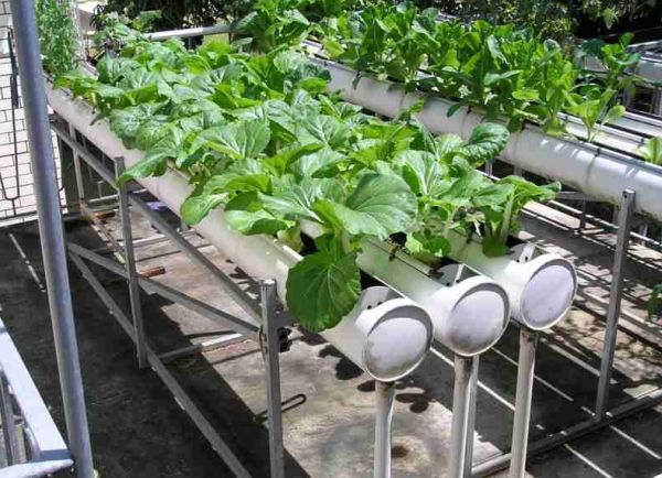 Ugly side of hydroponics