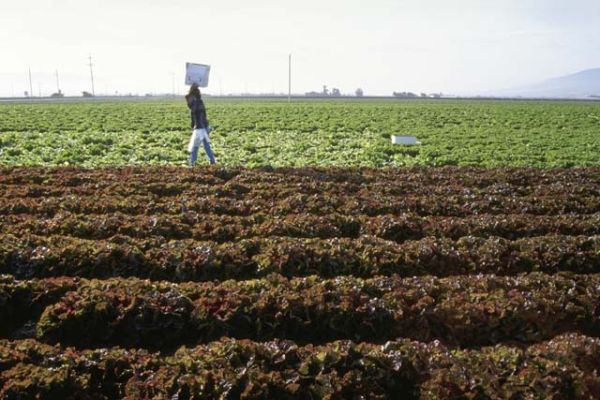 Use of organic fertilizers