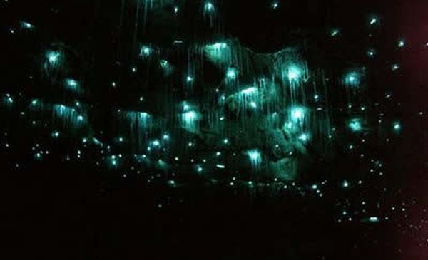 waitomo glowworm cave