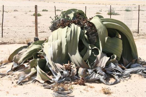 Welwitschia