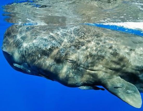 whale
