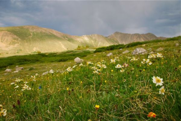 Wildflower in danger