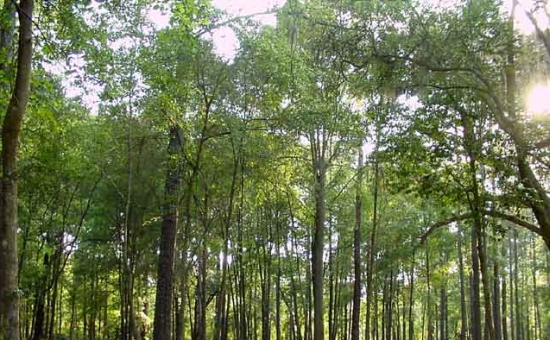 woodfuel trees