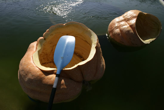 worlds largest pumpkin boat race begins in germany