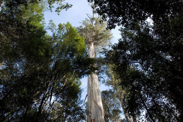 tallest trees in the world