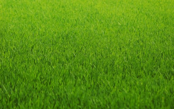 good quality grass