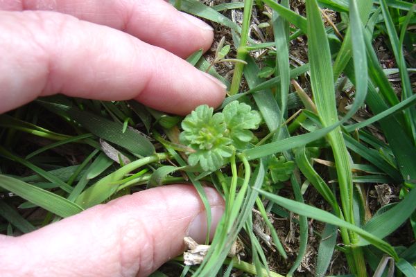 lawn weeds