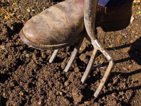 Dig the soil and clear it of any rocks