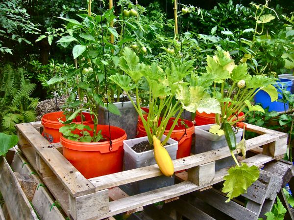 Recycling old buckets or plastic tubs into planter