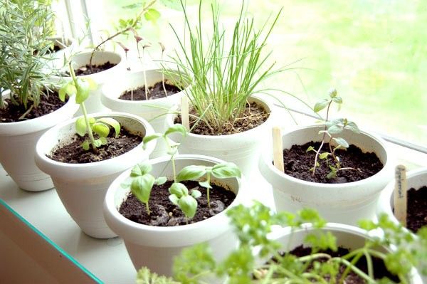 indoor herb garden_1