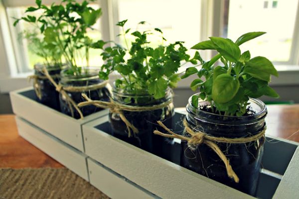 indoor herb garden_2