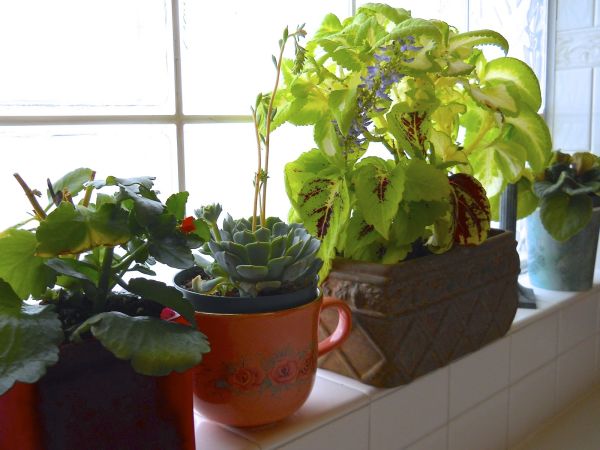 indoor herb garden_4