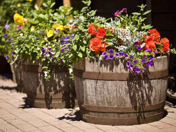 old wooden barrels planter