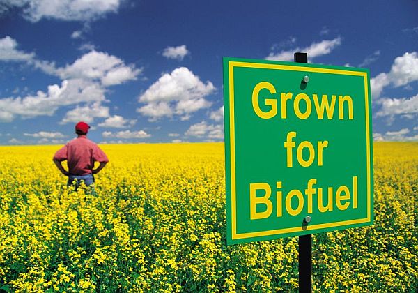 Biofuels to Power a Greener Future_1