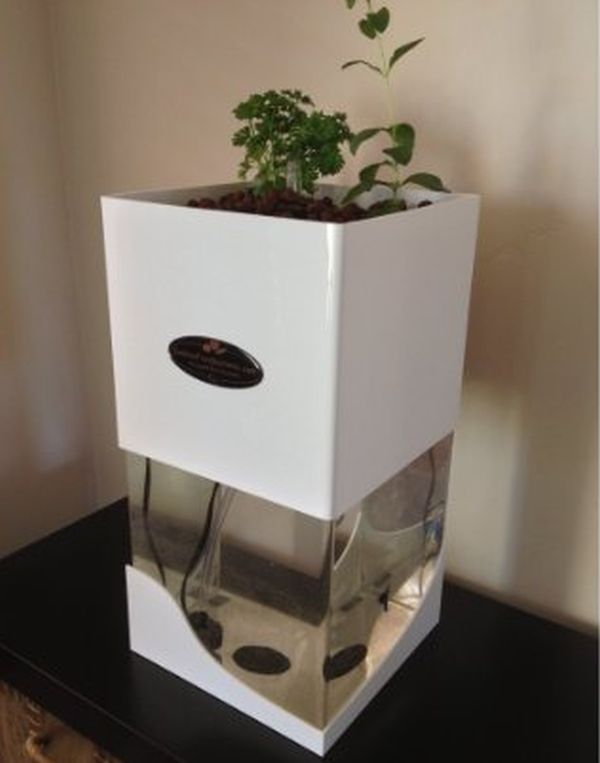 Indoor Herb Garden tabletop aquaponic system