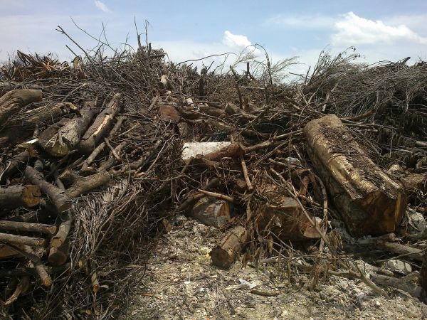 Forestry Residues